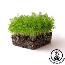 Carrot Microgreens Seeds white background