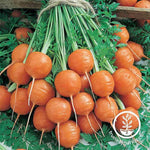 Carrot Parisian Garden Seed