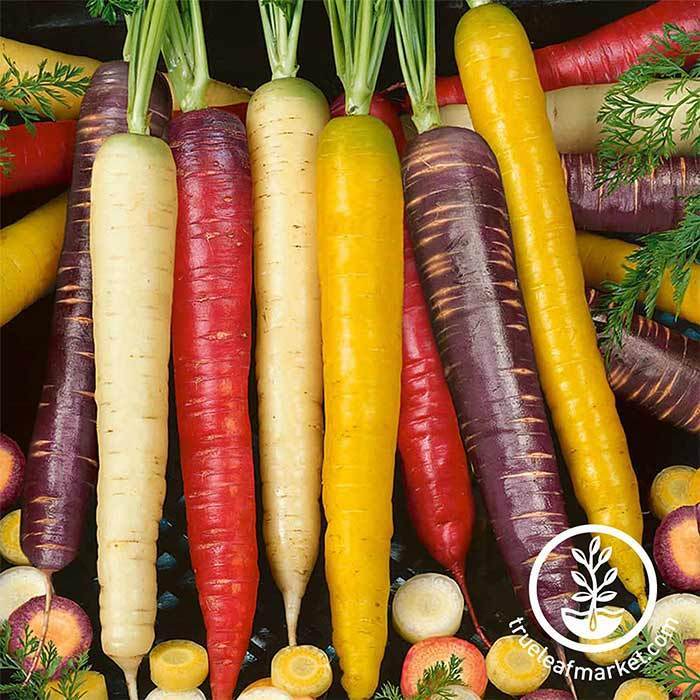 Rainbow Blend Carrots