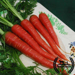 atomic red carrot Organic