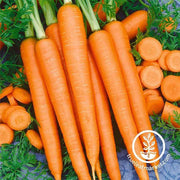 Need help finding the best carrot seeds for your needs? Take this short quiz and we will help you choose the best carrot seeds. Be sure to hover over the <tool tip image> for important notes on each option.
