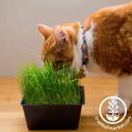 Pets Snack on Grass for Digestive Health