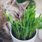 Cats & Pets Love Wheatgrass