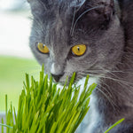 Organic cat grass