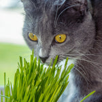 Cat Wheatgrass