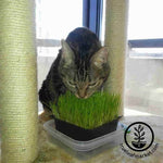 Cats Love Wheatgrass