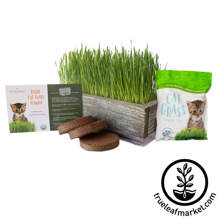 cat grass barnwood kit aged white background