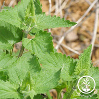 Organic Catnip Seeds — San Diego Seed Company