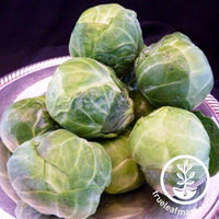 Catskill Brussels Sprouts Seeds