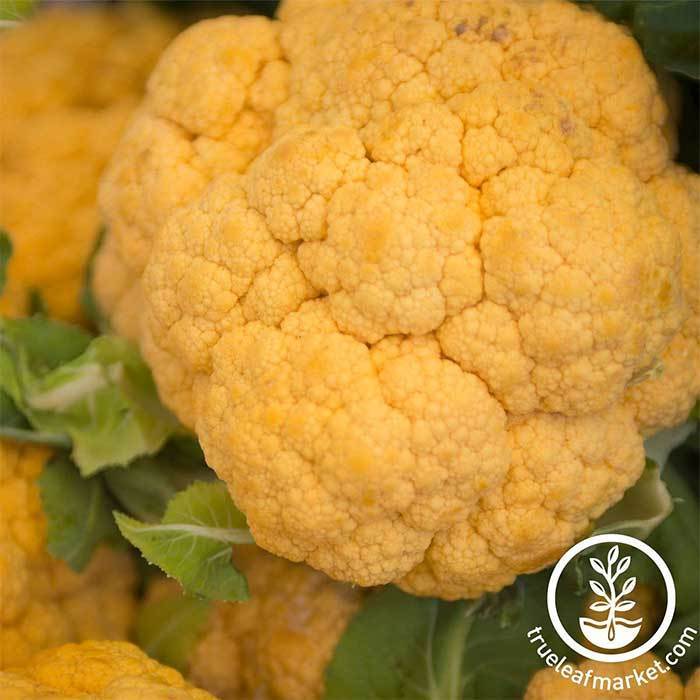 Cauliflower - Cheddar Hybrid Garden Seed