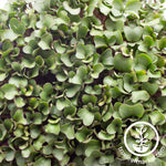 cauliflower igloo closeup microgreens