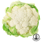 Cauliflower Igloo Garden Seeds