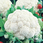 Cauliflower - Snowball Y Improved Garden and Microgreen Seed