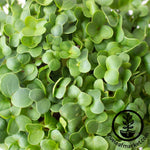 close up violetta italia micro greens