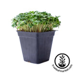 cauliflower microgreens violetta italia white background