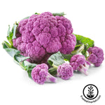 Violetta Italia cauliflower seeds