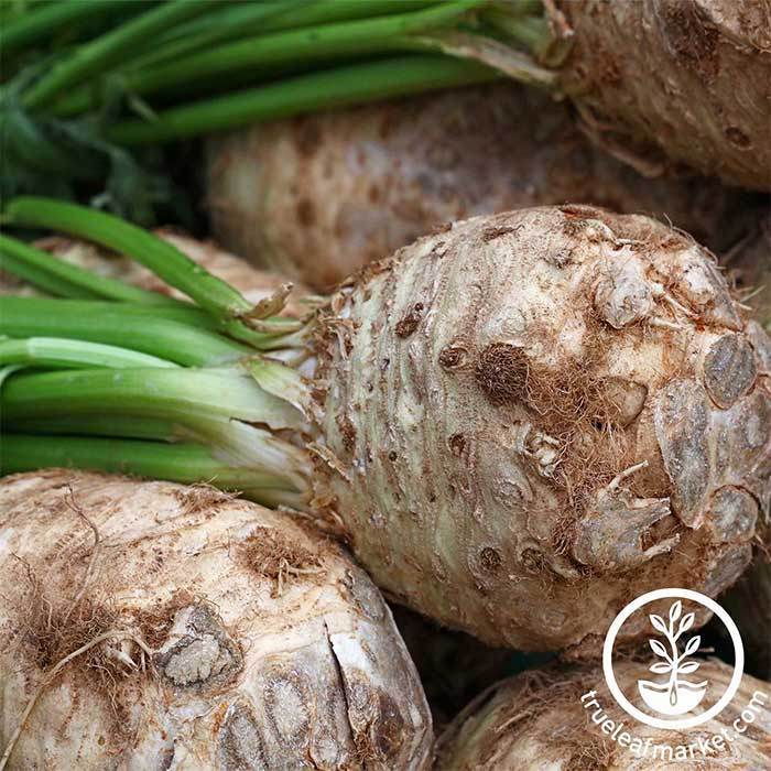 Celeriac - Giant Prague Garden Seed