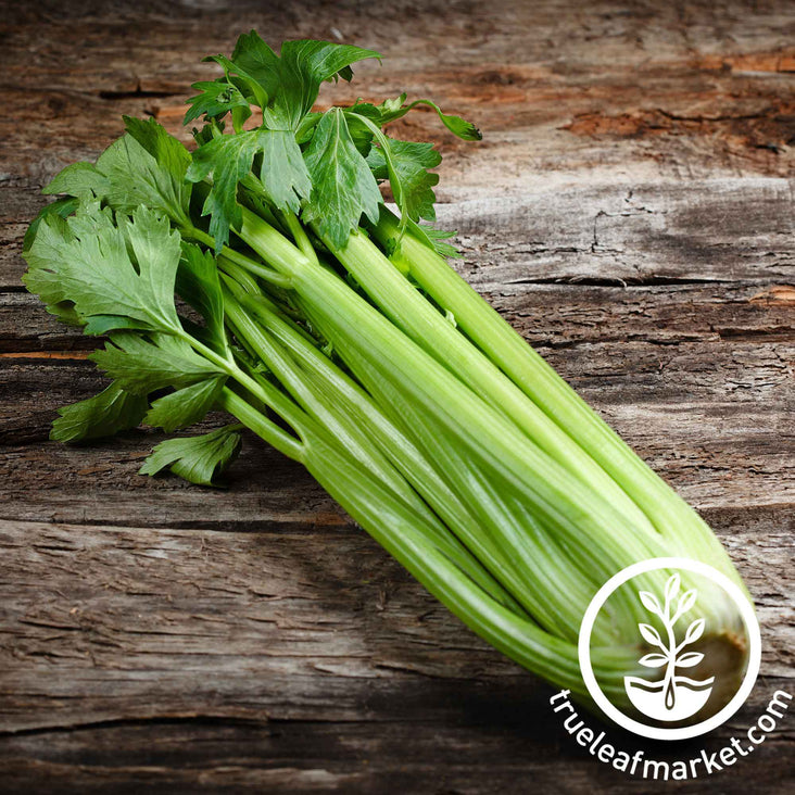 golden self blanching celery