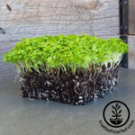 Celery Microgreens