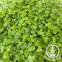 Celery Microgreens Cotyledons