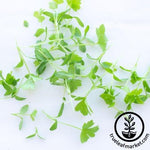 Cut Celery Microgreens