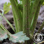 Celery - Utah 52-70 Garden and Microgreen Seed