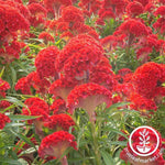 Celosia Crested Prestige Scarlet Seed