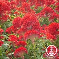 Celosia Crested Prestige Scarlet Seed