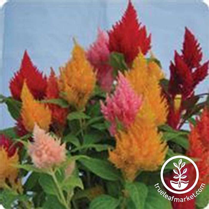 Celosia Plumed Kimono Series Mixture Seed