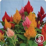 Celosia Plumed Kimono Series Mixture Seed