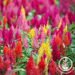 Celosia Plumed Castle Series Mix Seed