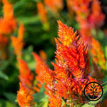Celosia Plumed Castle Series Yellow Seed