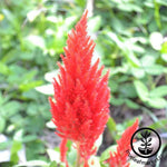 Celosia Plumed Castle Series Scarlet Seed