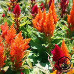 Celosia Plumed Fresh Look Series Red Seed