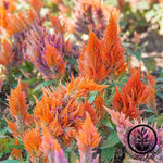 Celosia Plumed Fresh Look Series Mix Seed
