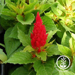 Celosia Plumed Fresh Look Series Orange Seed