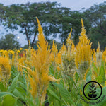 Celosia Plumed Fresh Look Series Yellow Seed