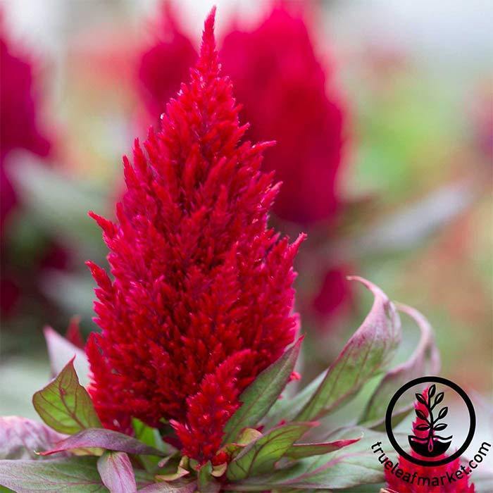 Celosia Plumed New Look Seed