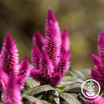 Celosia Wheat Flamingo Series Purple Seed