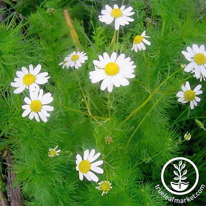 Organic Chamomile, German Herb Seeds