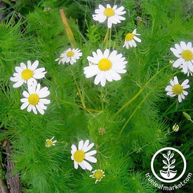 Chamomile - German Herb Seed