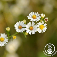 Chamomile - Roman Herb Seed