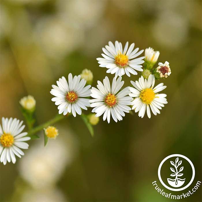 Chamomile - Roman Herb Seed