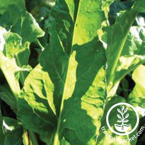 Swiss Chard Perpetual Spinach Seeds