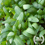 Organic Swiss Chard Yellow Micrgreens leaves