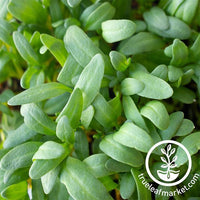 Yellow Swiss Chard Microgreens Leaves close up