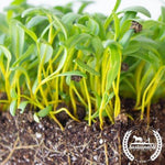 Organic Swiss Chard Yellow Micrgreens seeds Side View