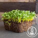 Yellow Swiss Chard Microgreens Seeds