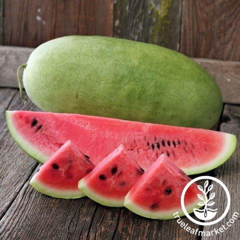 charleston grey watermelon seeds 50 75 seeds        <h3 class=