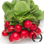 Radish Cherry Belle Organic Seed